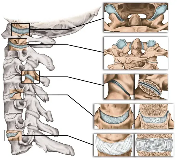 Articulation du rachis cervicale 